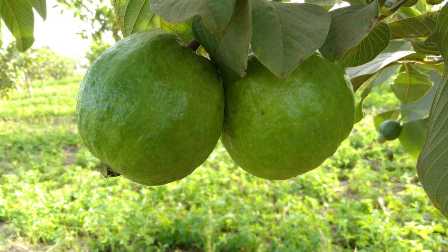 Guava Fresh